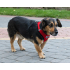 Szelki dla psa bezuciskowe odblaskowe regulowane lekkie ze smyczą XL