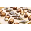 MaitreTruffout Praliny Belgijskie Muszle Morskie 50 g