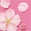 Mr.Propre Blossom Spray Multifunkcyjny 500 ml