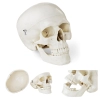 Model anatomiczny ludzkiej czaszki w skali 1:1 + Zęby 3 szt.