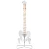Model anatomiczny ludzkiego kręgosłupa z miednicą męską 86 cm