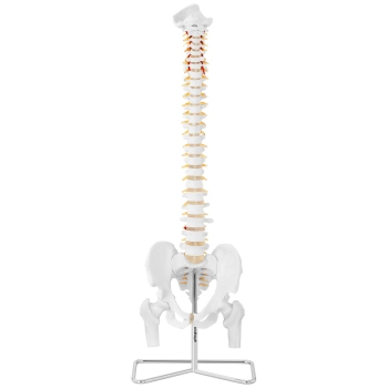Model anatomiczny ludzkiego kręgosłupa z miednicą męską 86 cm