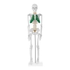 Model anatomiczny szkieletu człowieka 85 cm