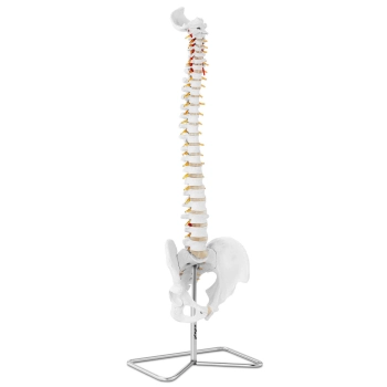 Model anatomiczny kręgosłupa człowieka z męską miednicą 76 cm