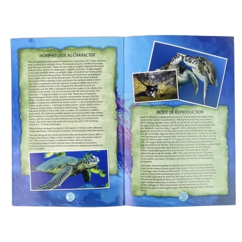 Zestaw Edukacyjny Wykopaliska Żółw Amonity