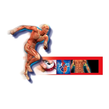 Naukowa Zabawa Ciało Ludzkie Język Polski Clementoni 60249