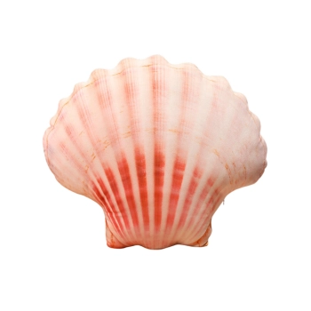 Maskotka Pluszowa Muszla Poduszka 50 x 40 cm