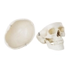 Model anatomiczny ludzkiej czaszki w skali 1:1 + Zęby 3 szt.