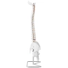Model anatomiczny ludzkiego kręgosłupa z miednicą męską 86 cm