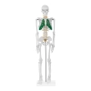 Model anatomiczny szkieletu człowieka 85 cm