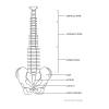 Model anatomiczny kręgosłupa człowieka z męską miednicą 76 cm