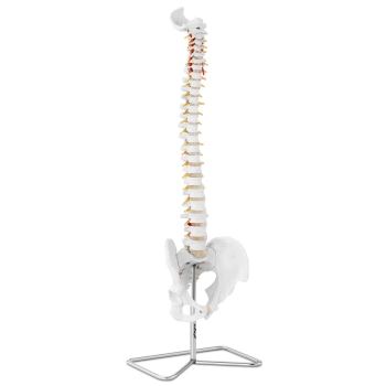 Model anatomiczny kręgosłupa człowieka z męską miednicą 76 cm