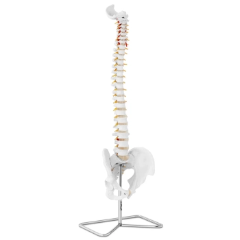 Model anatomiczny kręgosłupa człowieka z męską miednicą 76 cm