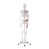 Model anatomiczny ludzkiego szkieletu 180 cm + Plakat anatomiczny