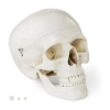 Model anatomiczny ludzkiej czaszki w skali 1:1 + Zęby 3 szt.