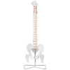 Model anatomiczny ludzkiego kręgosłupa z miednicą męską 86 cm