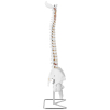 Model anatomiczny ludzkiego kręgosłupa z miednicą męską 86 cm