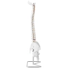 Model anatomiczny ludzkiego kręgosłupa z miednicą męską 86 cm