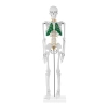 Model anatomiczny szkieletu człowieka 85 cm