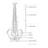 Model anatomiczny kręgosłupa człowieka z męską miednicą 76 cm