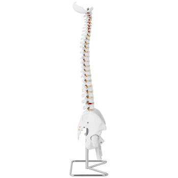 Model anatomiczny ludzkiego kręgosłupa z miednicą męską 86 cm