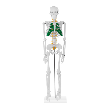 Model anatomiczny szkieletu człowieka 85 cm