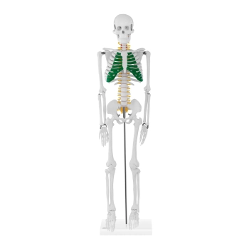 Model anatomiczny szkieletu człowieka 85 cm