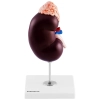 Model anatomiczny 3D nerki człowieka skala 1.5:1