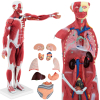 Model anatomiczny 3D ciała człowieka 27 elementów 76 cm