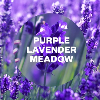 Air Wick Freshmatic Purple Lavender Meadow Wkład 250 ml