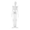  Model anatomiczny ludzkiego szkieletu 47 cm - zdj. dodatkowe 2