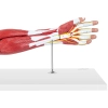  Model anatomiczny ramienia 3D w skali 1:1 - zdj. dodatkowe 4