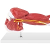  Model anatomiczny ramienia 3D w skali 1:1 - zdj. dodatkowe 5