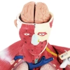  Model anatomiczny 3D ciała człowieka 27 elementów 76 cm - zdj. dodatkowe 2