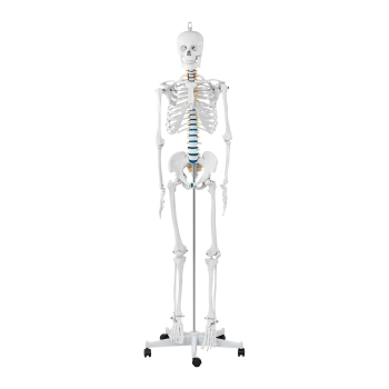  Model anatomiczny szkieletu człowieka 176 cm + Plakat anatomiczny - zdj. dodatkowe 2