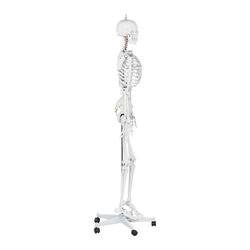  Model anatomiczny szkieletu człowieka 176 cm + Plakat anatomiczny - zdj. dodatkowe 3