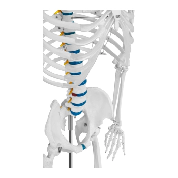  Model anatomiczny szkieletu człowieka 176 cm + Plakat anatomiczny - zdj. dodatkowe 5