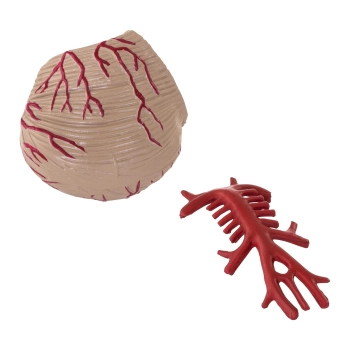  Model anatomiczny ludzkiego mózgu 9 elementów w skali 1:1 - zdj. dodatkowe 4