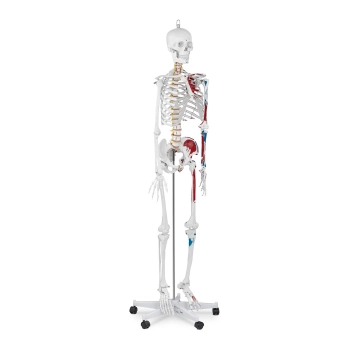  Model anatomiczny ludzkiego szkieletu 180 cm + Plakat anatomiczny - zdj. dodatkowe 1