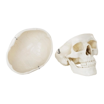  Model anatomiczny ludzkiej czaszki w skali 1:1 + Zęby 3 szt. - zdj. dodatkowe 4