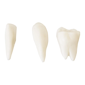  Model anatomiczny ludzkiej czaszki w skali 1:1 + Zęby 3 szt. - zdj. dodatkowe 6