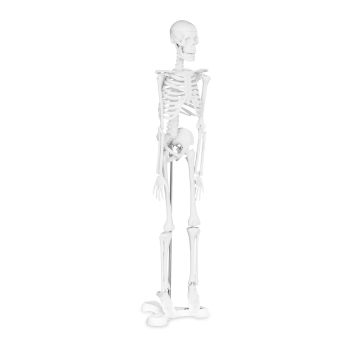  Model anatomiczny ludzkiego szkieletu 47 cm - zdj. dodatkowe 1