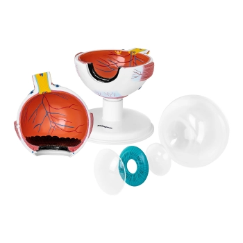  Model anatomiczny oka gałki ocznej człowieka 7 elementów - zdj. dodatkowe 5