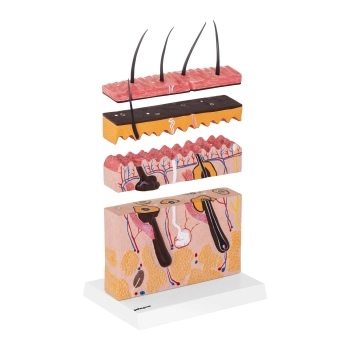  Model anatomiczny przekroju skóry człowieka - zdj. dodatkowe 2