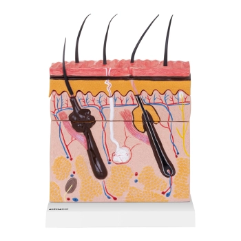  Model anatomiczny przekroju skóry człowieka - zdj. dodatkowe 3