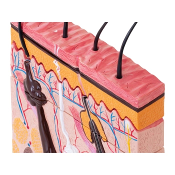  Model anatomiczny przekroju skóry człowieka - zdj. dodatkowe 4