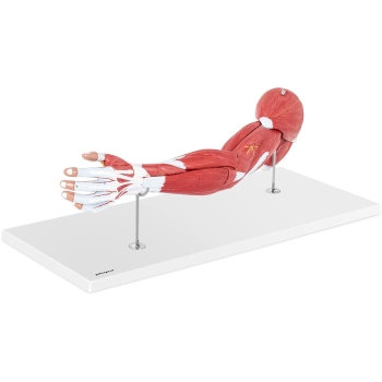  Model anatomiczny ramienia 3D w skali 1:1 - zdj. dodatkowe 1