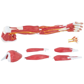  Model anatomiczny ramienia 3D w skali 1:1 - zdj. dodatkowe 2