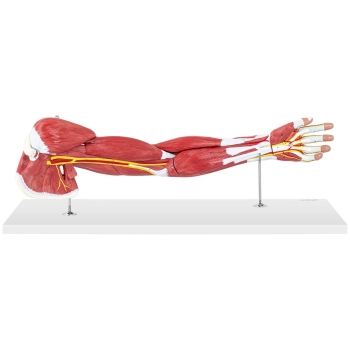  Model anatomiczny ramienia 3D w skali 1:1 - zdj. dodatkowe 3