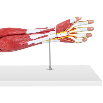  Model anatomiczny ramienia 3D w skali 1:1 - zdj. dodatkowe 4